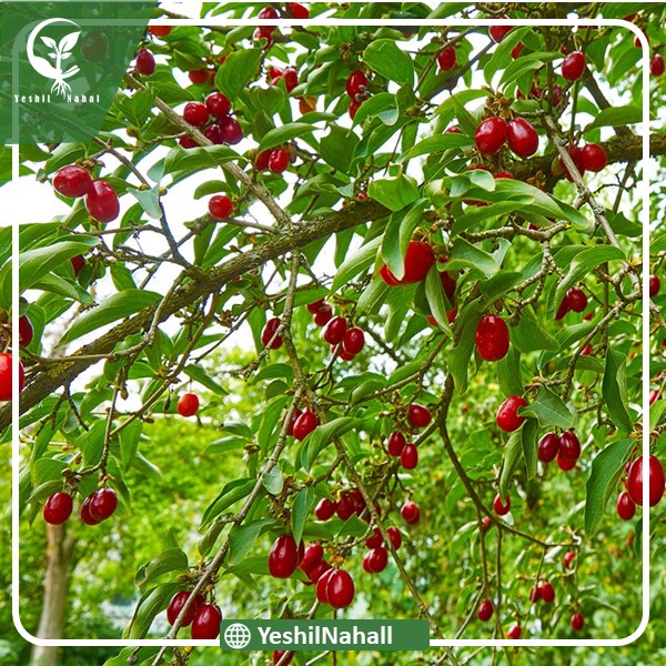 نهال زغال اخته فلوریدا